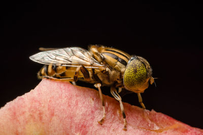 Macro shot of horse fly on petal against black background