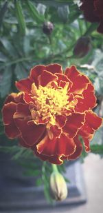 Close-up of marigold blooming outdoors