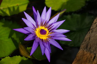 Close-up of purple flower blooming outdoors