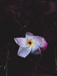 High angle view of pink flower