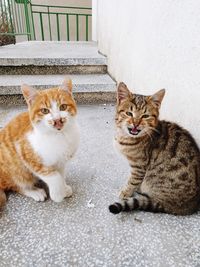 Portrait of cats sitting outdoors