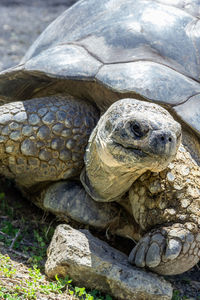 Close-up of turtle on field