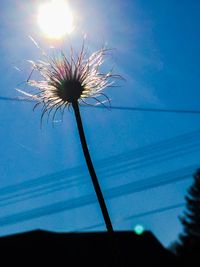 Close-up of flower against sky