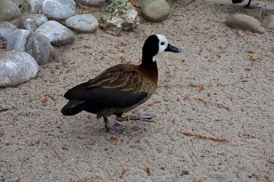 High angle view of duck on rock