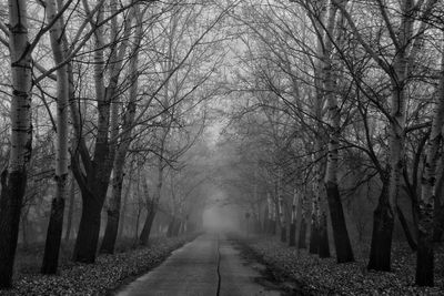 Road amidst bare trees in forest