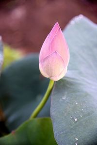 Close-up of pink flower