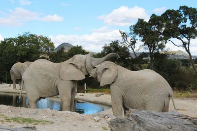 Elephant by trees against sky