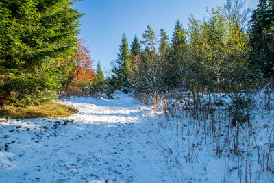 Trees growing in forest against clear blue sky