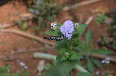 Close-up of butterfly perching on plant