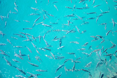 Full frame shot of fish
