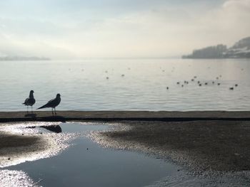 Seagulls on beach