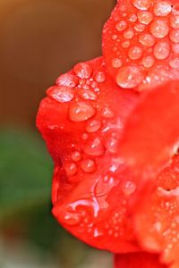 Close-up of wet red rose