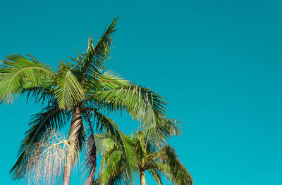 Low angle view of coconut palm tree against blue sky