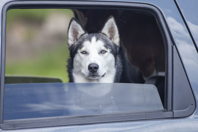 Portrait of dog in car