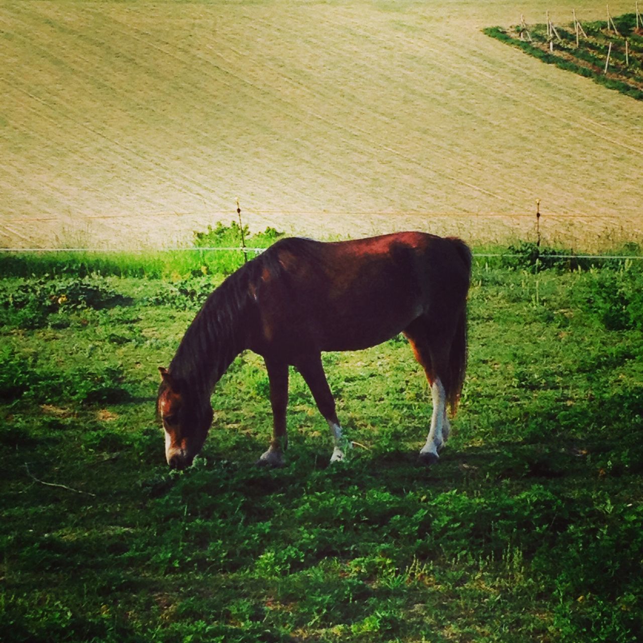 animal themes, domestic animals, mammal, grass, horse, field, one animal, grazing, livestock, standing, full length, grassy, landscape, nature, two animals, side view, herbivorous, outdoors, no people, green color