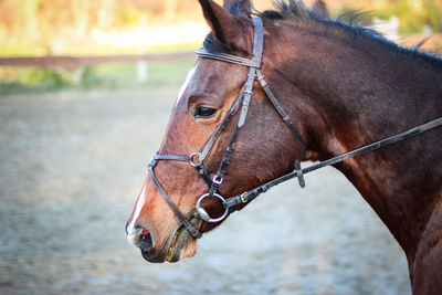 Horse standing in ranch