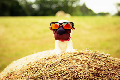 Close-up of a dog