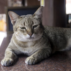 Close-up portrait of cat sitting