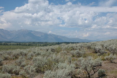 Scenic view of landscape against cloudy sky