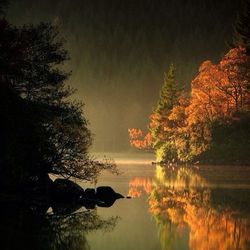 Reflection of trees in lake