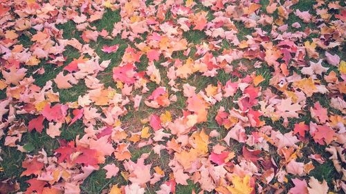 Full frame shot of maple leaves