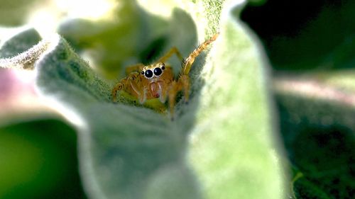 Close-up of spider