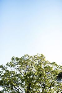 Low angle view of tree against clear sky