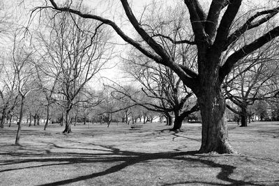 Bare trees in park against sky