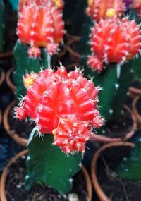 Close-up of red flowering plant