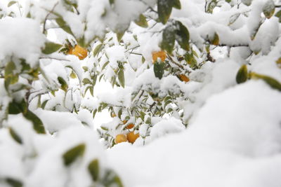 Close-up of frozen plant on snow covered field