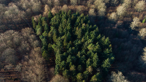 High angle view of pine trees in forest