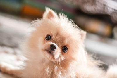 Light brown pomeranian puppy looking to camera in marble floor room in bokeh background