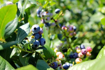 Close-up of fruits on plant