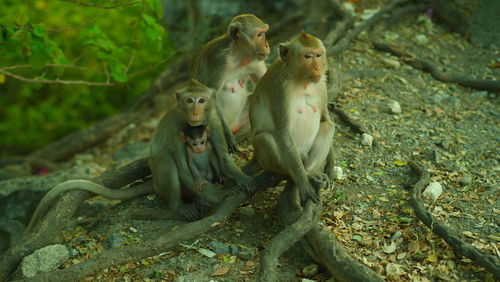 Monkeys in a row