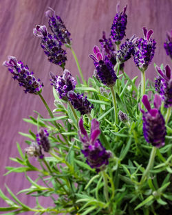 High angle view of potted lavenders on floorboard