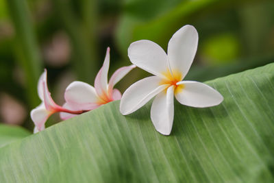 Close-up of white frangipani on plant