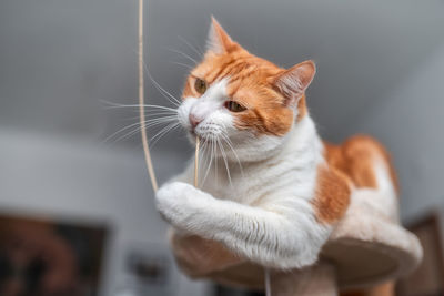 Close-up of a cat looking away