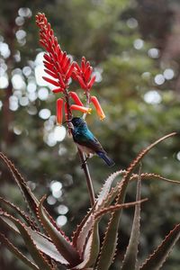 Close-up of red bird perching on flower