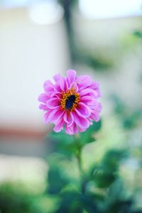 Close-up of pink cosmos flower blooming outdoors