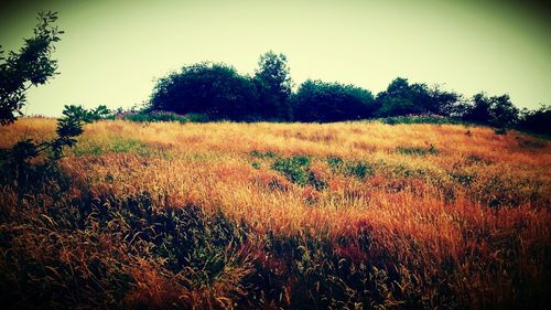 Scenic view of grassy field against sky