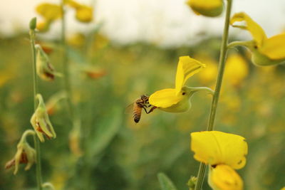 Close-up of bee pollinating on yellow flower