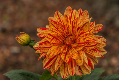 Close-up of orange flower