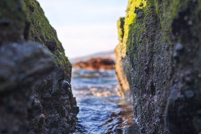 Close-up of moss growing on rock