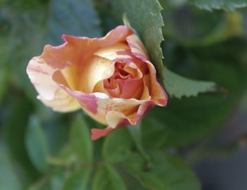 Close-up of rose against blurred background