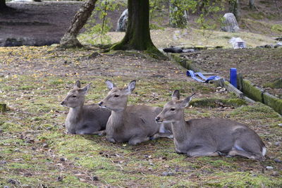 View of deer relaxing on field