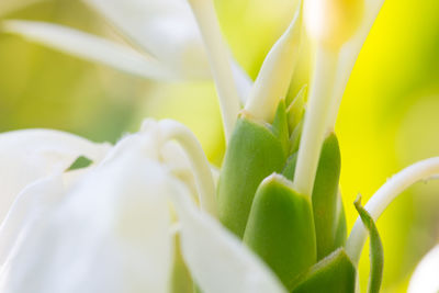 Close-up of white flowering plant