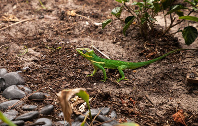 View of a lizard on a field