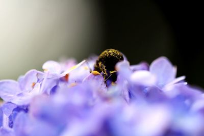 Close-up of bee pollinating on purple flower