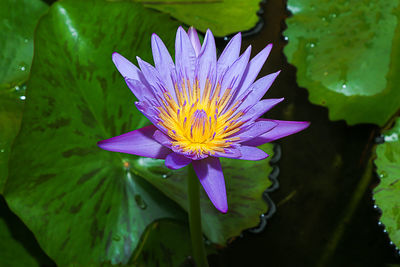 Close-up of lotus water lily in pond