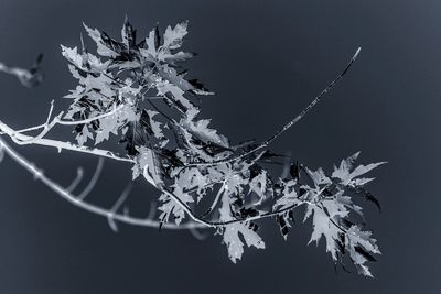 Close-up of snow covered tree against sky